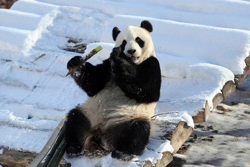 Hình nền gấu trúc dễ thương mộng mơ