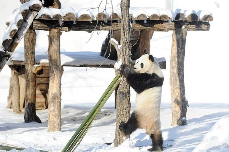 Hình nền gấu trúc ngầu cá tính nổi bật