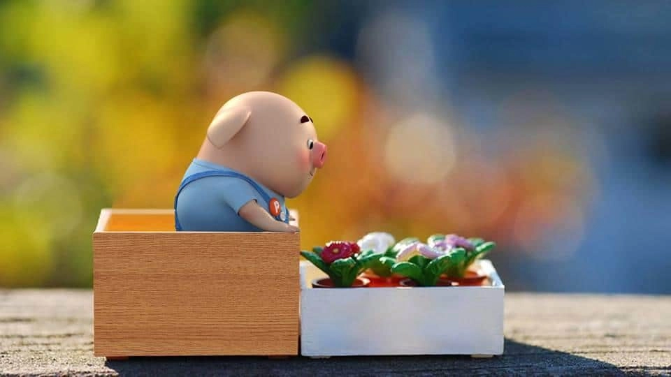 Hình ảnh con heo mập cute đáng yêu mềm mại