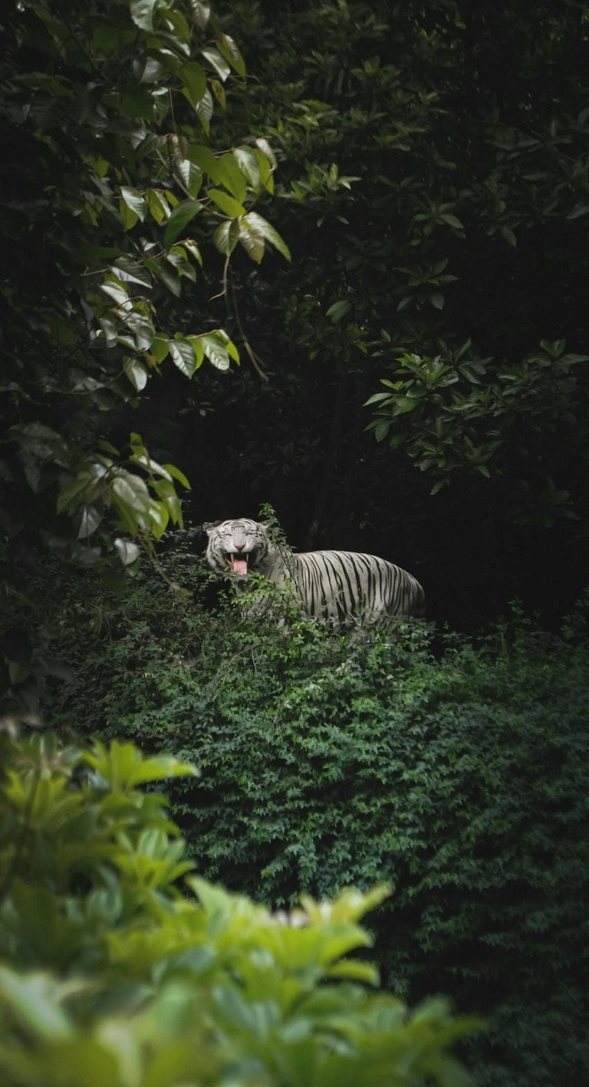 Hình nền hổ toát lên vẻ uy lực hoang dã