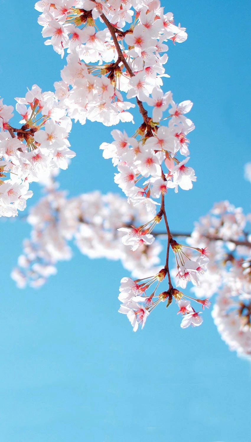 Ảnh nền hoa đào đậm chất truyền thống