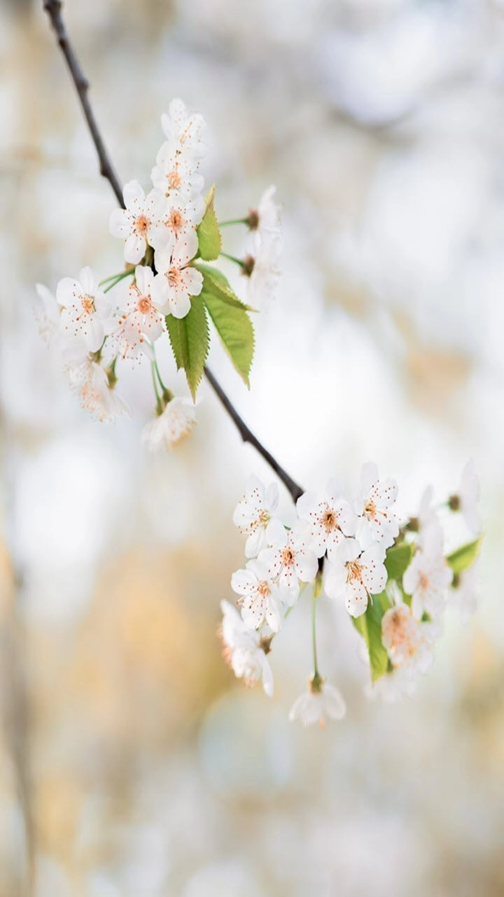 Hình nền ảnh hoa đào đẹp ngất ngây