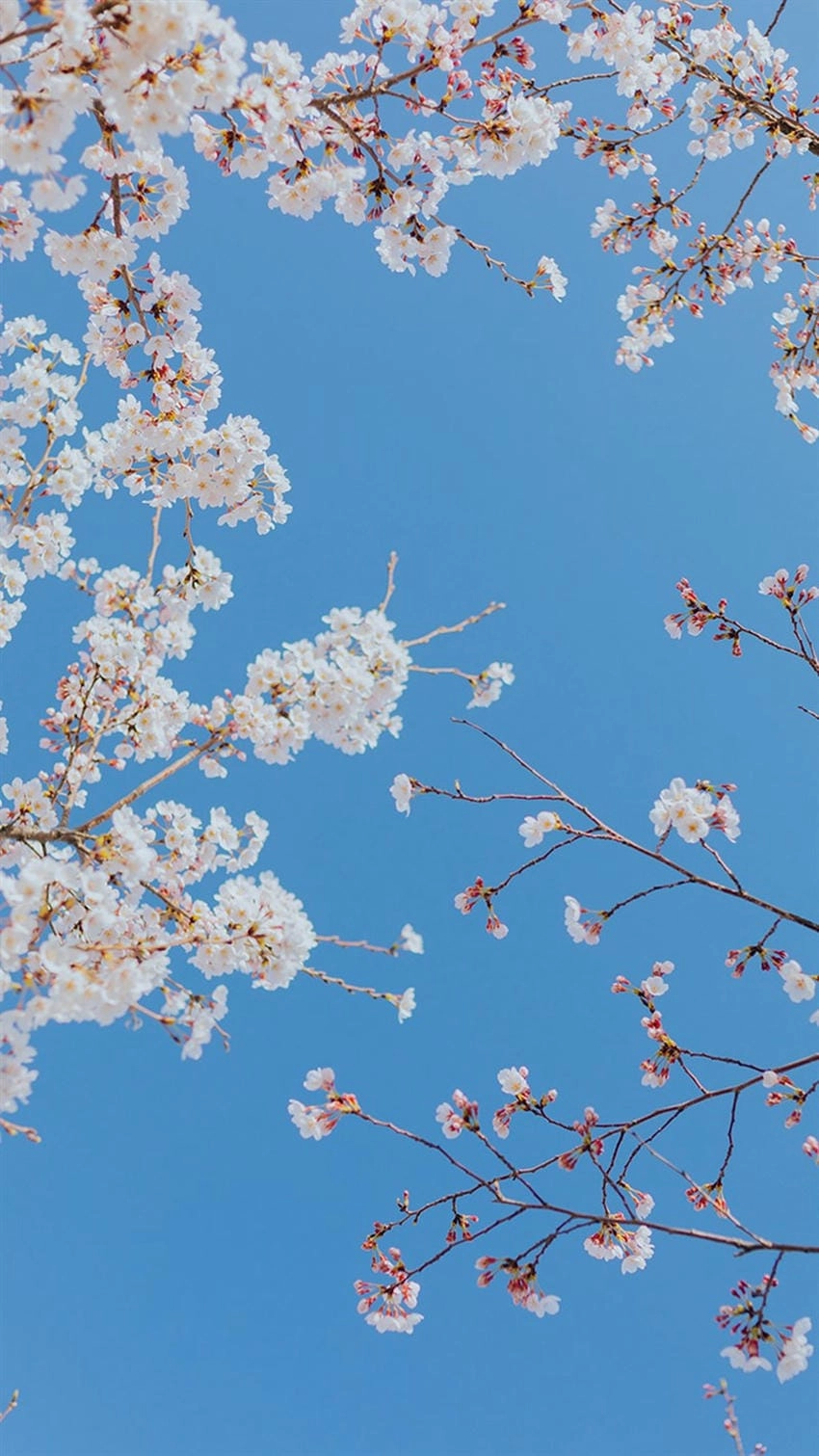 Hình nền hoa đào mang đậm hồn dân tộc