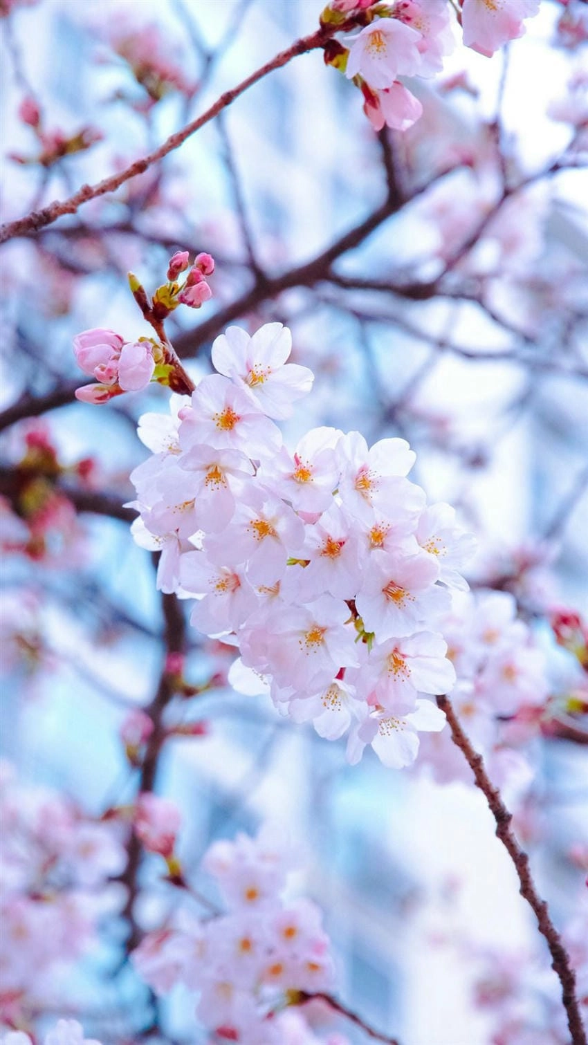 Ảnh hoa anh đào anime nhẹ nhàng thư thái