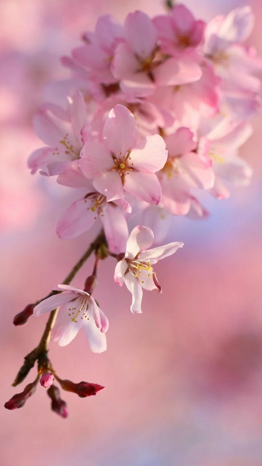 Hình nền hoa anh đào anime cực dễ thương