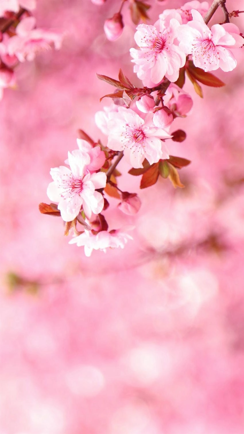 Hình nền hoa đào Tết ngập tràn cảm xúc