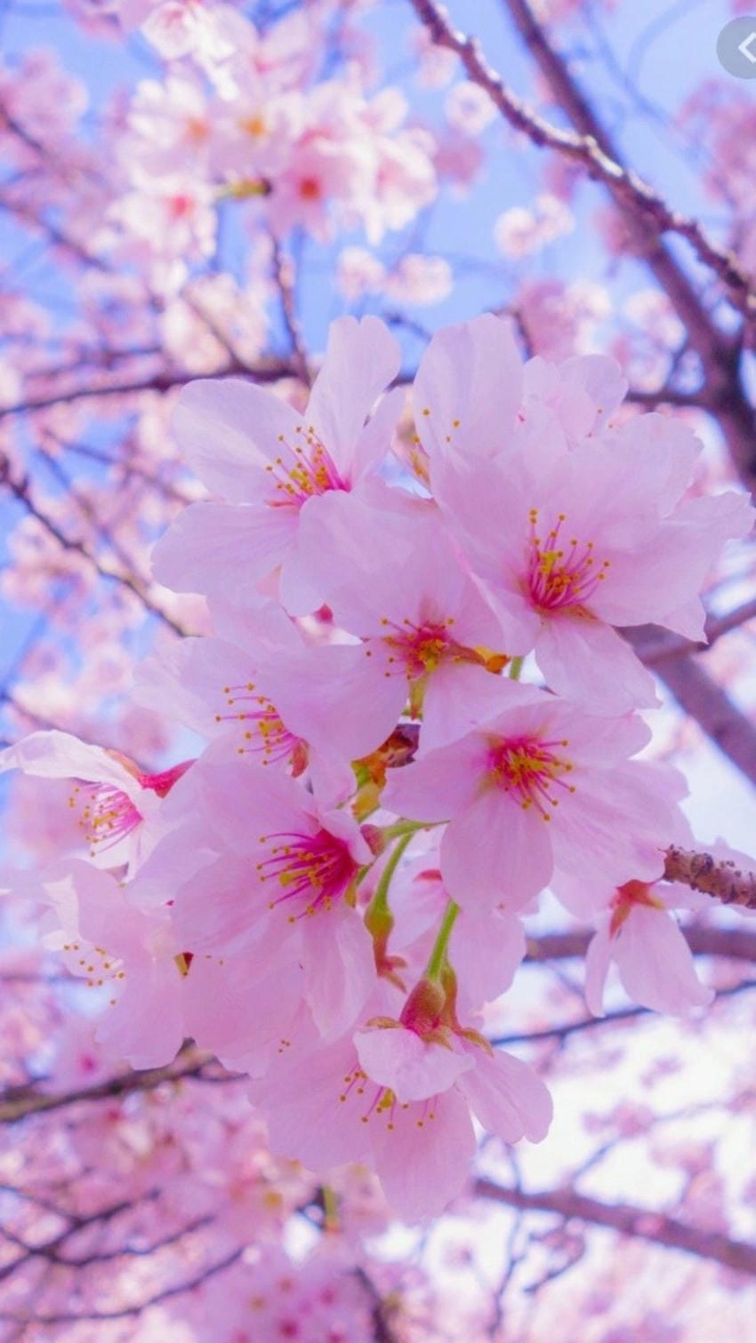 Hình nền hoa đào rơi đầy chất thơ