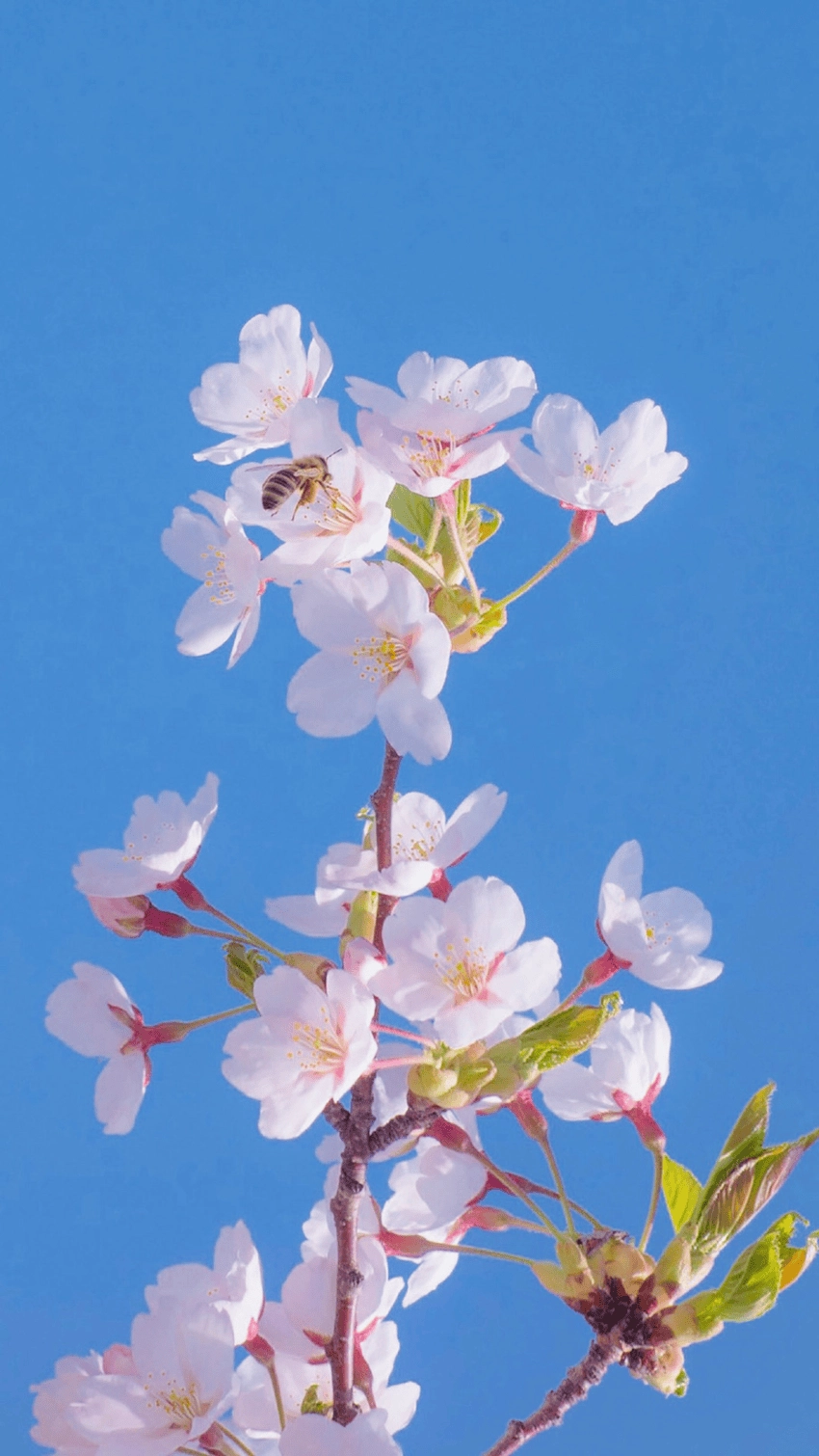 Hoa đào hình nền rực rỡ cho ngày đầu năm