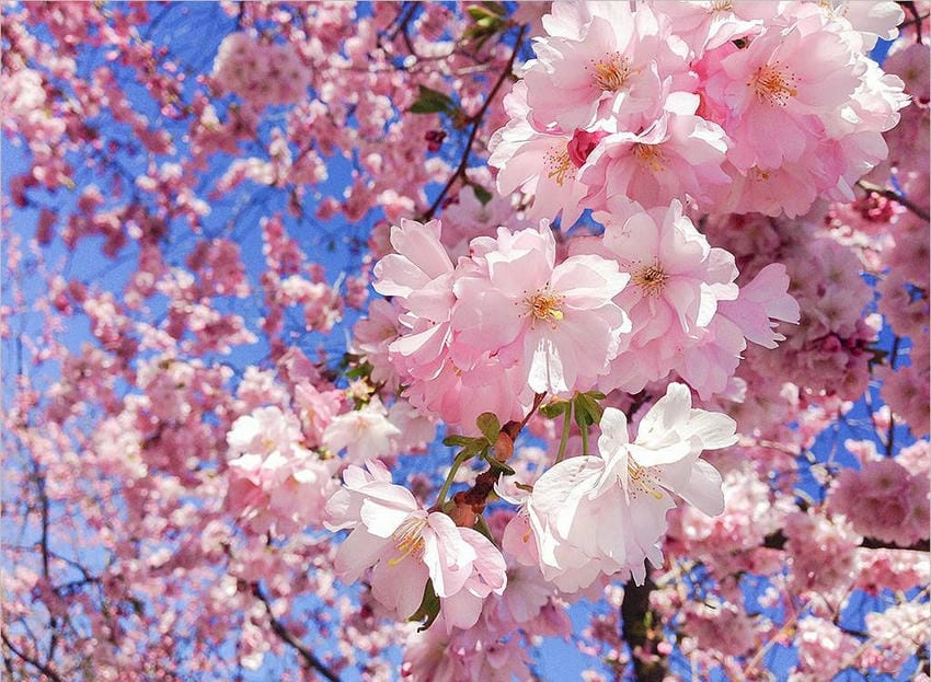 Hình nền hoa anh đào rơi lãng mạn tinh tế