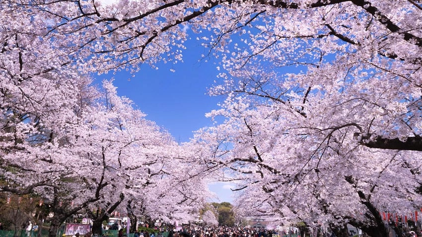 Hình nền hoa anh đào đẹp tỏa sáng nhẹ nhàng