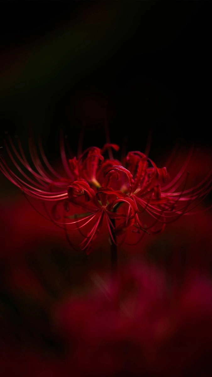 Hình nền hoa bỉ ngạn cho điện thoại cực hút mắt