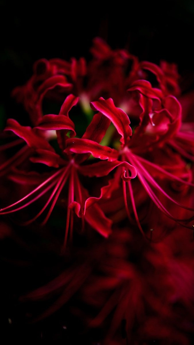 Hoa bỉ ngạn hình nền điện thoại rực sắc đỏ