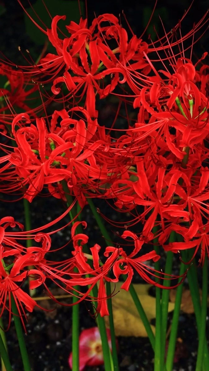 Ảnh nền điện thoại hoa bỉ ngạn cực nghệ thuật