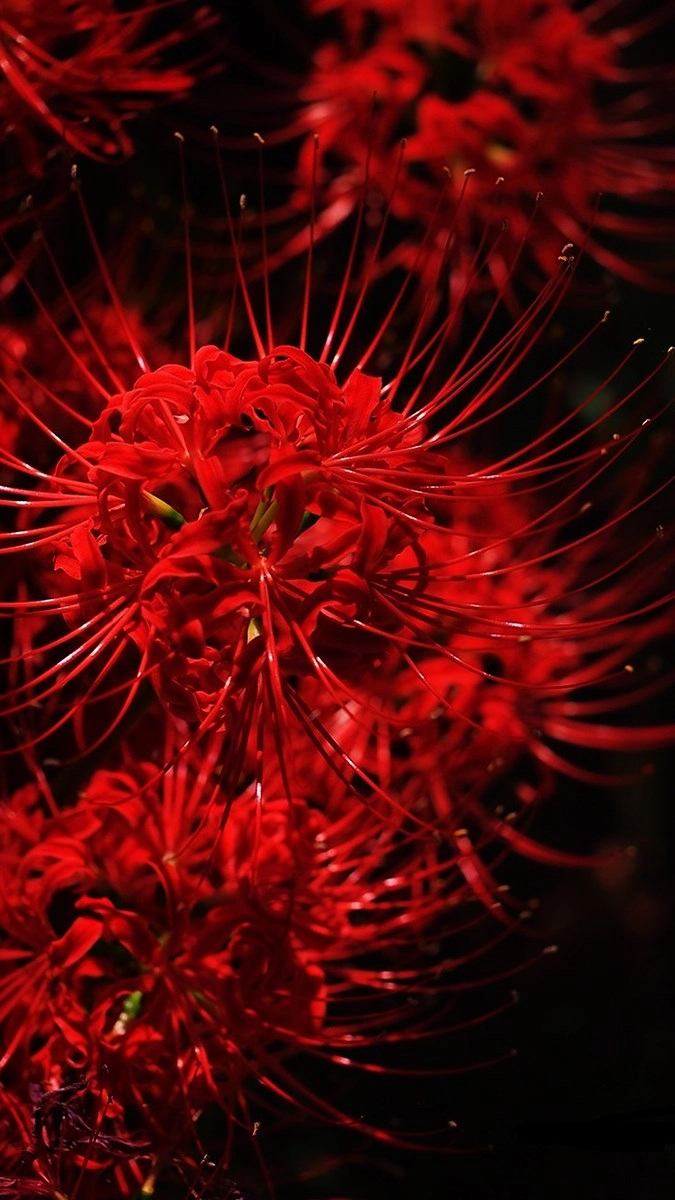 Hình nền hoa bỉ ngạn đẹp đến nao lòng người