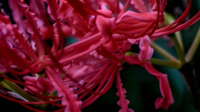 Hình nền hoa bỉ ngạn rực rỡ sắc đỏ mê hoặc