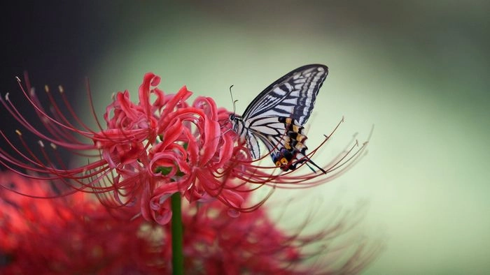 Hình nền hoa bỉ ngạn 4k sắc nét từng chi tiết