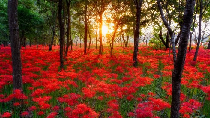 Bông hoa bỉ ngạn đỏ thắm gọi ký ức về