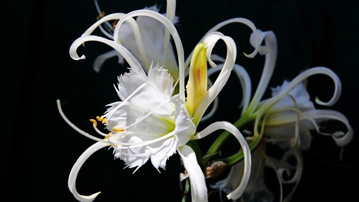 Bỉ ngạn trắng thanh tao trong từng đường nét