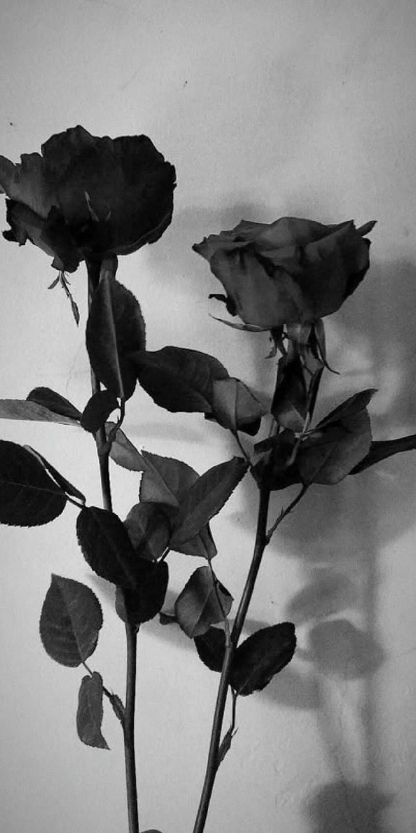 Hình nền hoa hồng đen bí ẩn quyến rũ