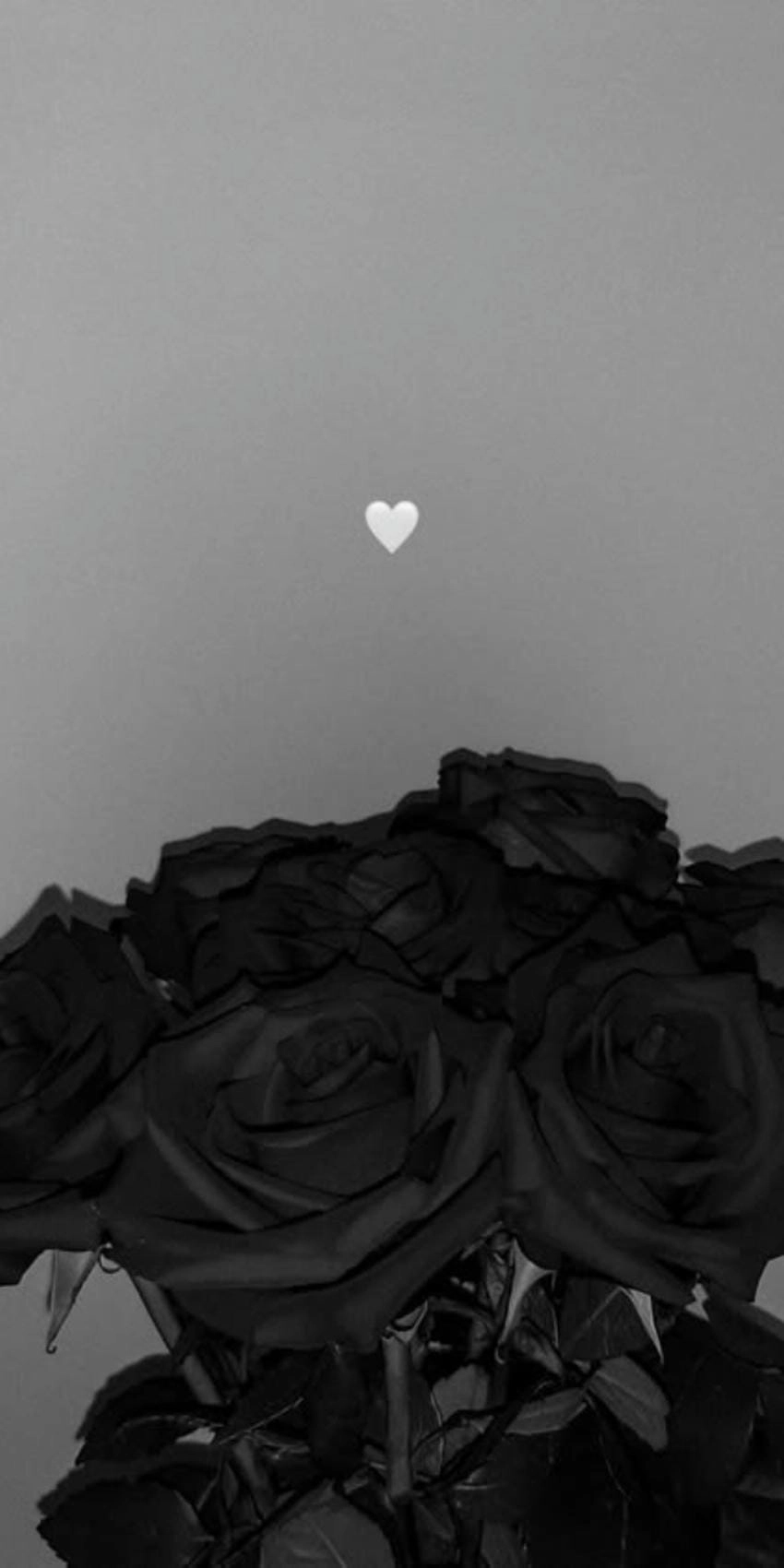 Hình nền ảnh hoa hồng đen đầy cá tính