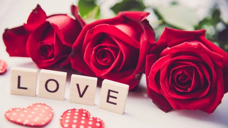 Ảnh hoa hồng đẹp tinh khôi đầy mê hoặc