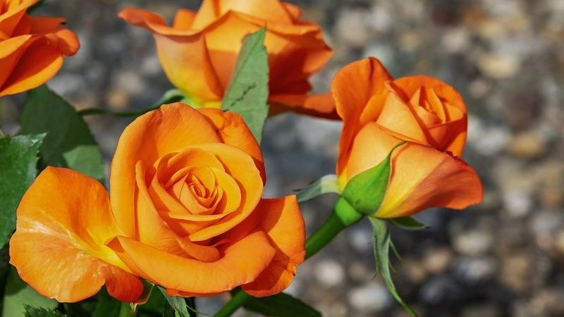 Hình nền hoa hồng đẹp nhất thế giới rạng rỡ