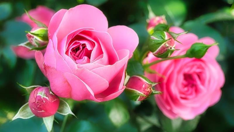 Hình nền hoa hồng full HD sắc nét