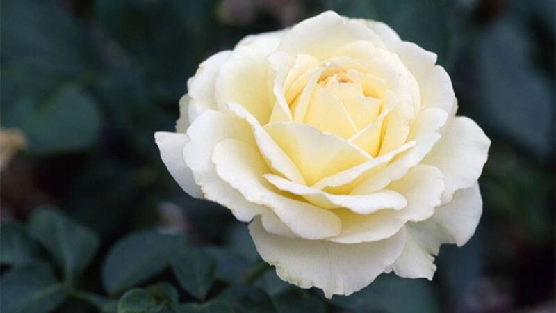 Hình ảnh bông hoa hồng ngọt ngào đầy sức sống