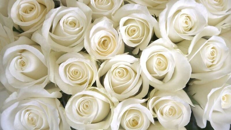 Hình ảnh bông hồng dịu dàng thu hút