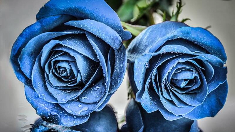 Hình nền bông hoa hồng sắc nét tinh tế