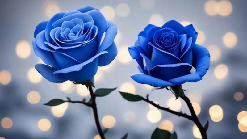 Ảnh hoa hồng để hình nền tươi mới