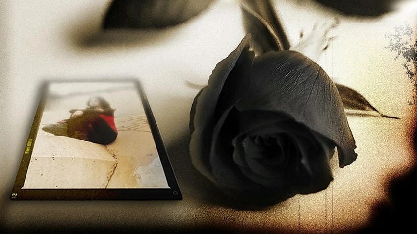 Hình nền hoa hồng 4K sắc nét sống động