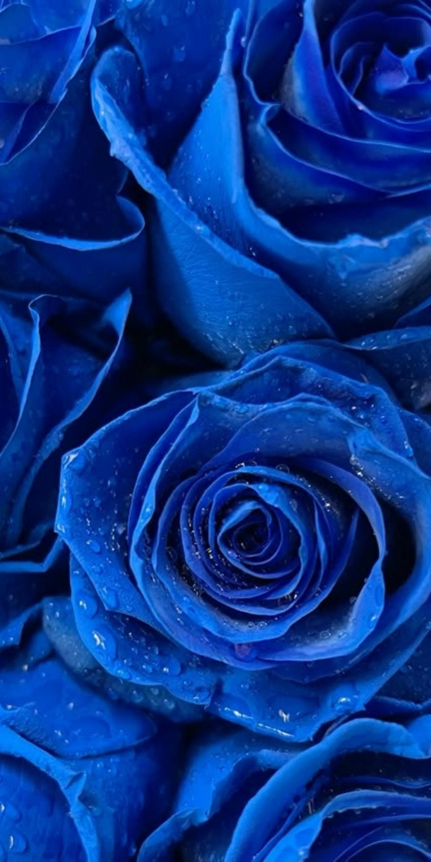 Hình nền hoa hồng xanh mát lành dịu dàng