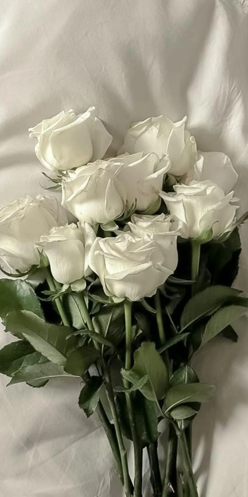 Hình ảnh hoa hồng trắng nền đen nổi bật