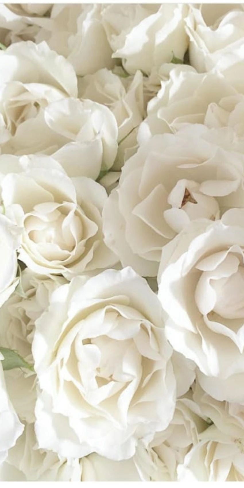 Hình nền hoa hồng trắng đẹp nhất đầy mê hoặc