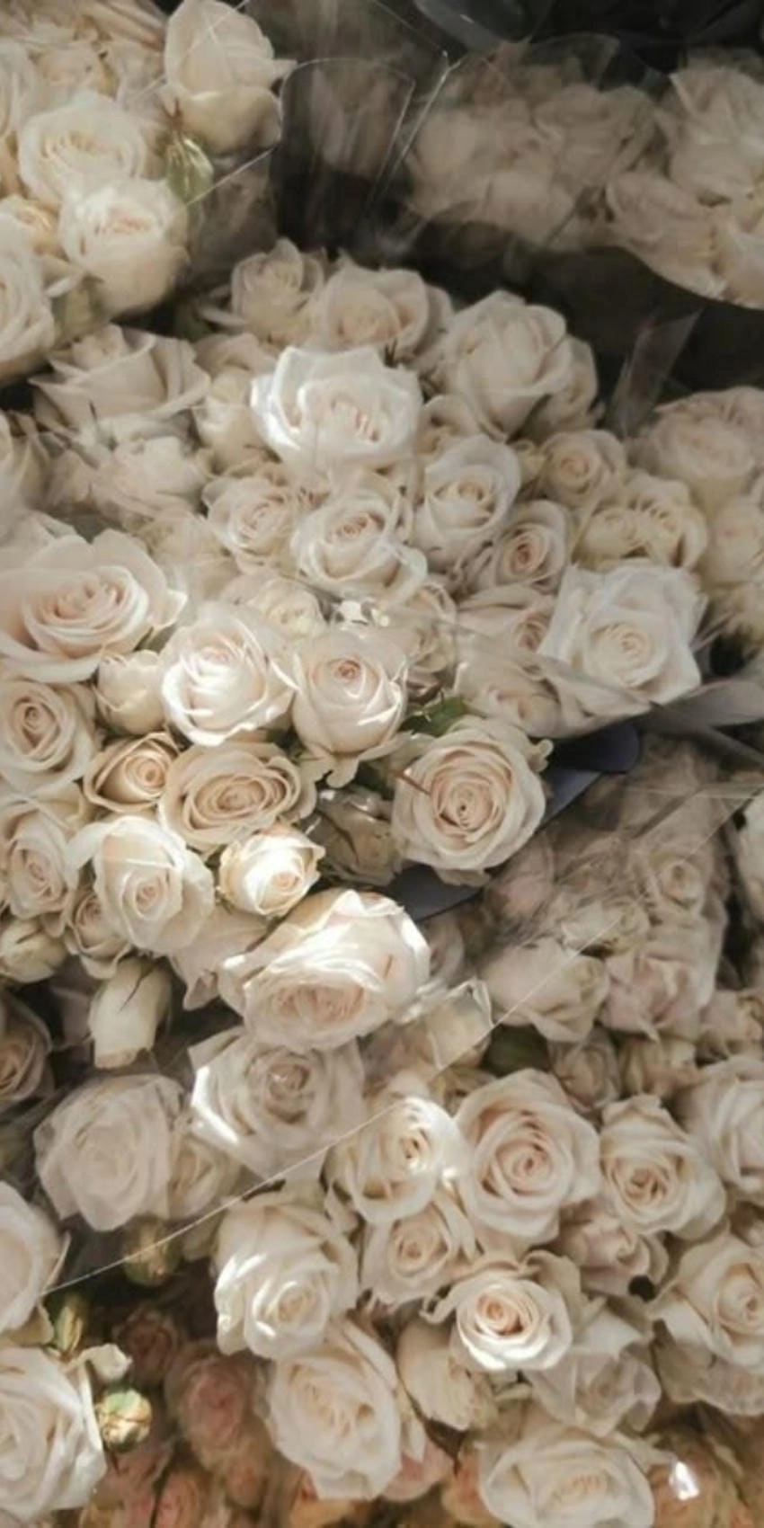 Hình nền hồng trắng nhẹ nhàng thanh lịch