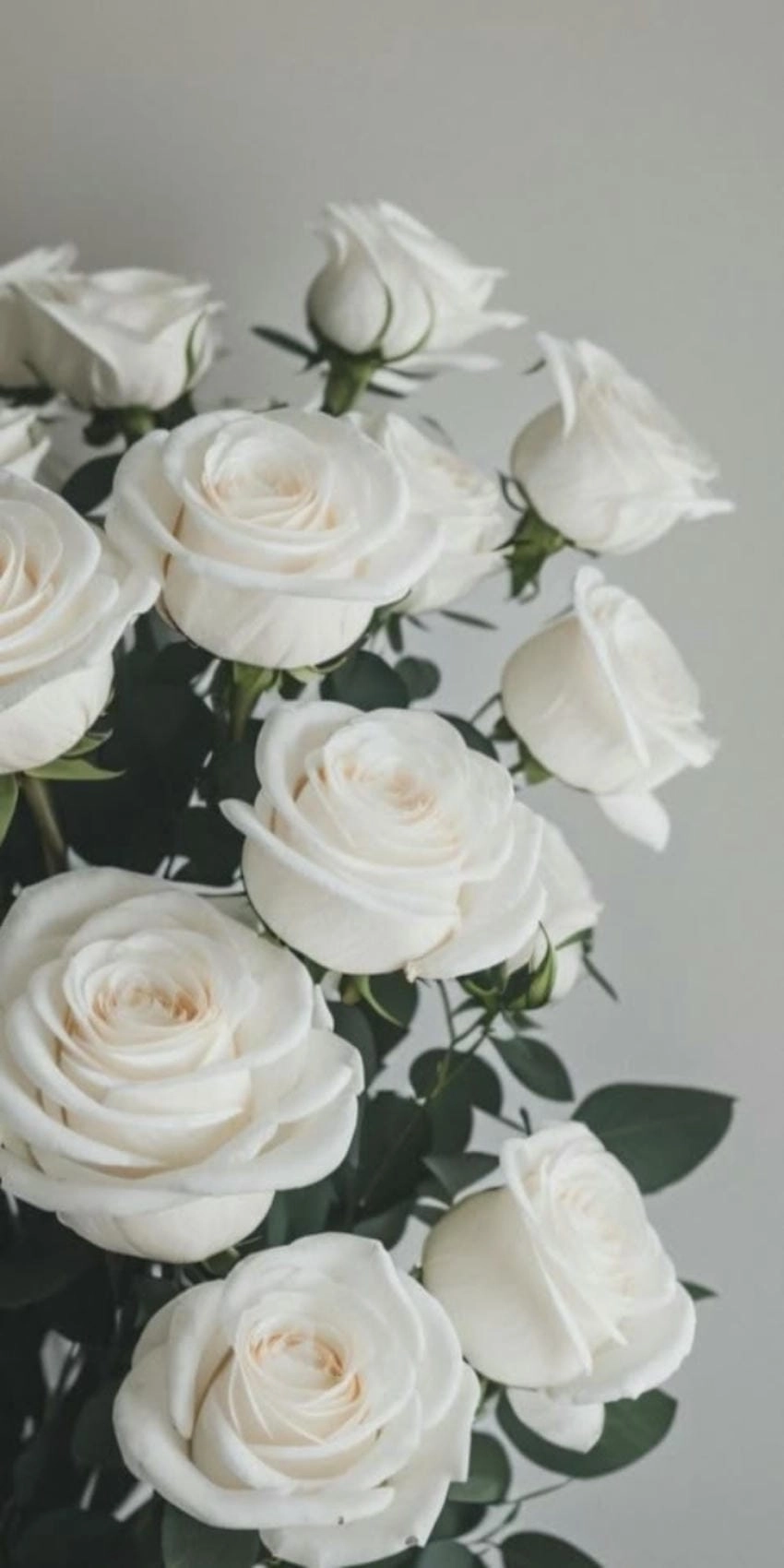 Hình nền hoa hồng trắng thanh khiết tinh khôi