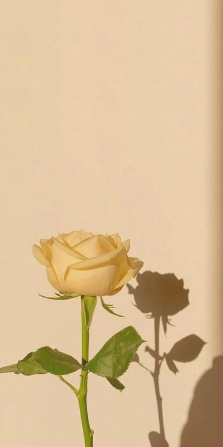 Hình nền hoa hồng vàng đẹp cuốn hút mọi ánh nhìn