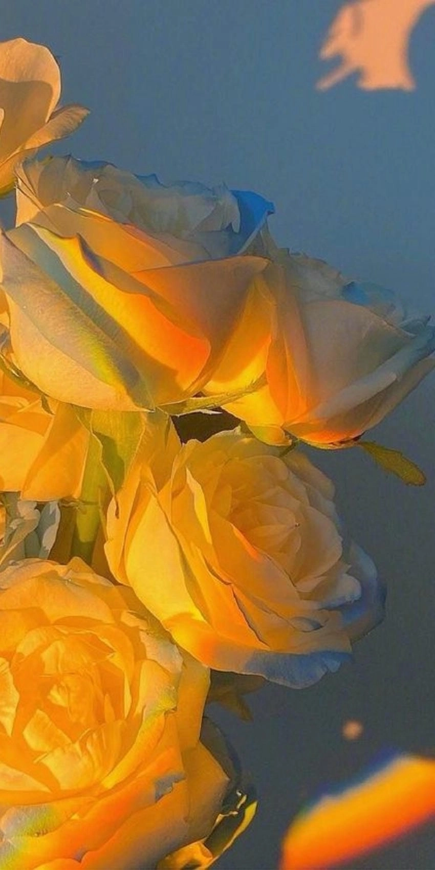 Hình nền hoa hồng vàng tỏa sáng rạng rỡ