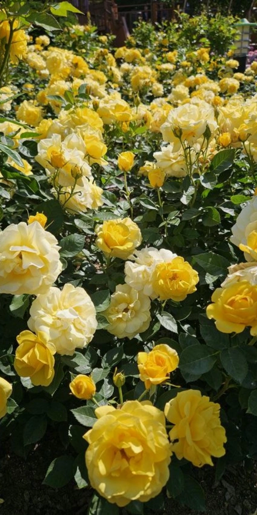 Hình nền điện thoại hoa hồng vàng sang trọng