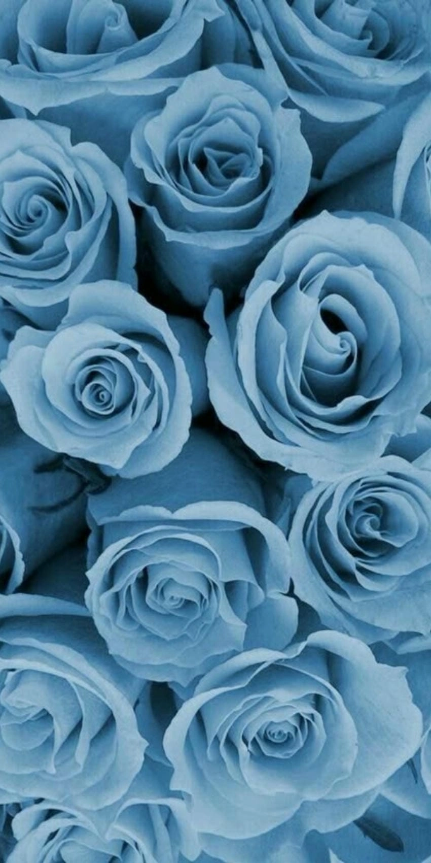 Hình nền hoa hồng xanh đẹp nhất tự nhiên