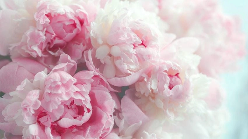 Hoa mẫu đơn trắng hình nền thanh khiết