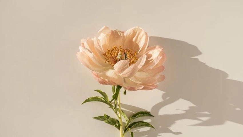 Hình nền hoa hoa mẫu đơn duyên dáng