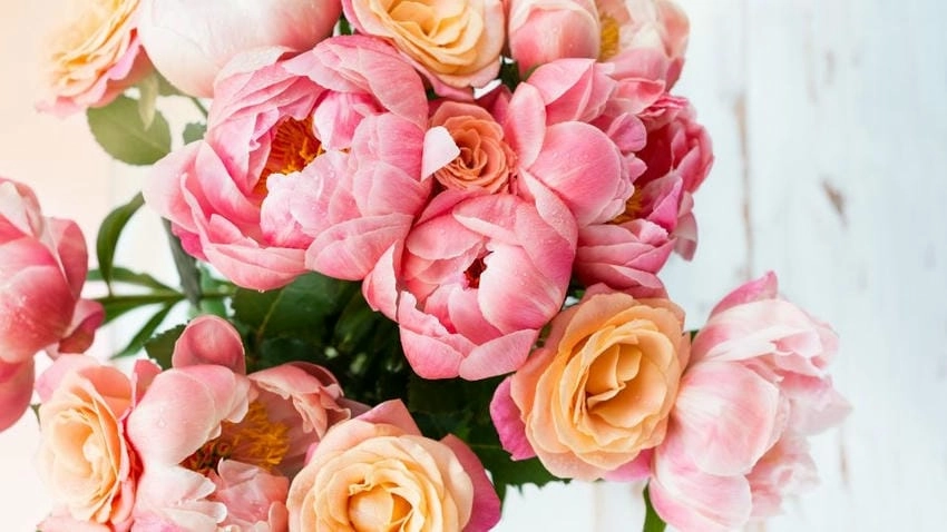 Hình nền hoa mẫu đơn ý nghĩa phong thủy