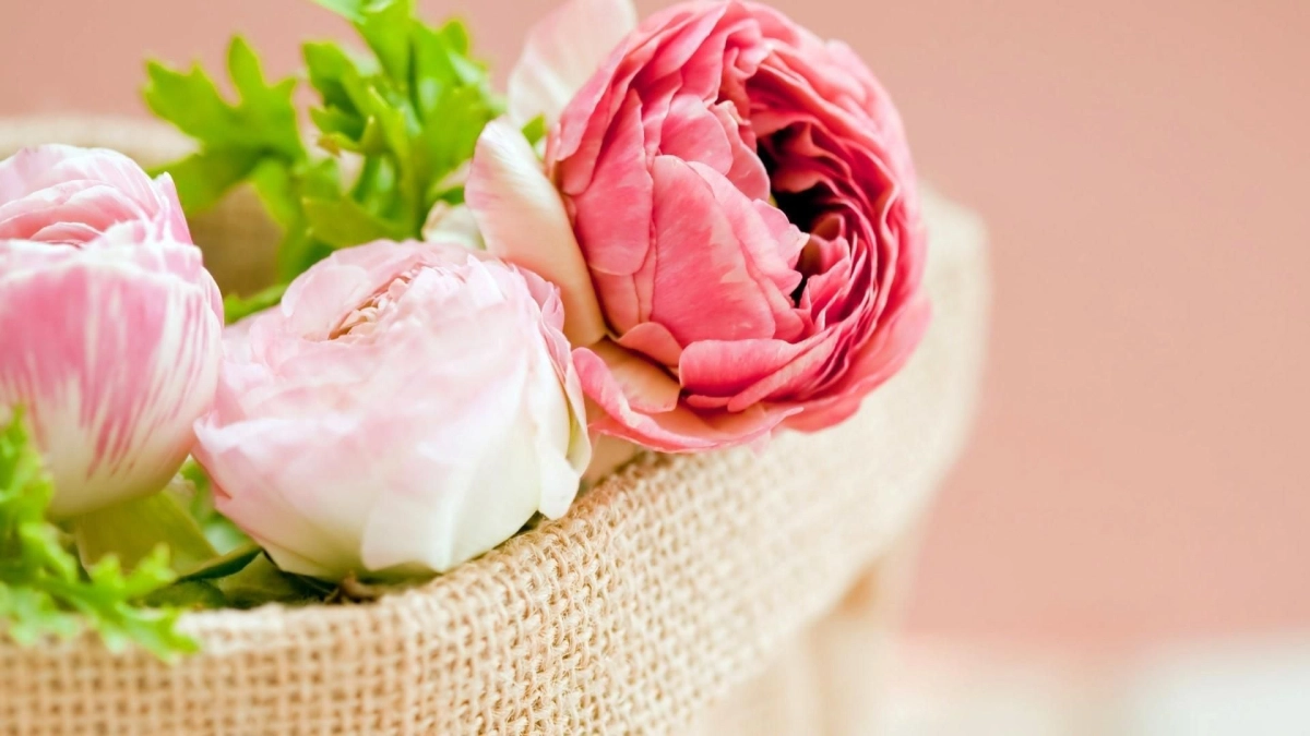 Desktop hình nền hoa mẫu đơn dịu dàng