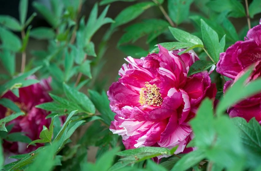 Hình nền laptop hoa mẫu đơn rực rỡ