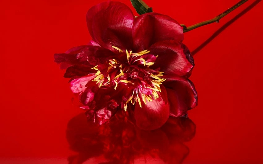 Ảnh nền hoa mẫu đơn nhẹ nhàng tinh tế