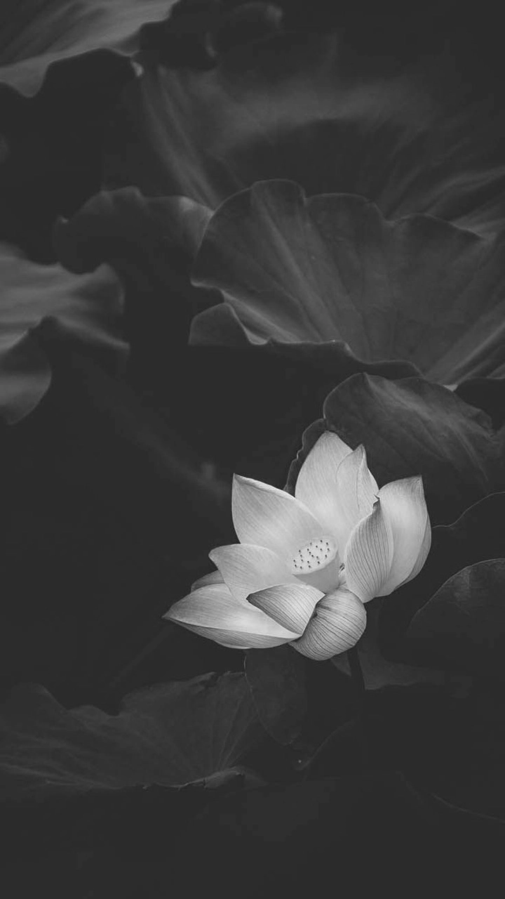 Bông sen trắng nền đen tượng trưng cho tĩnh lặng