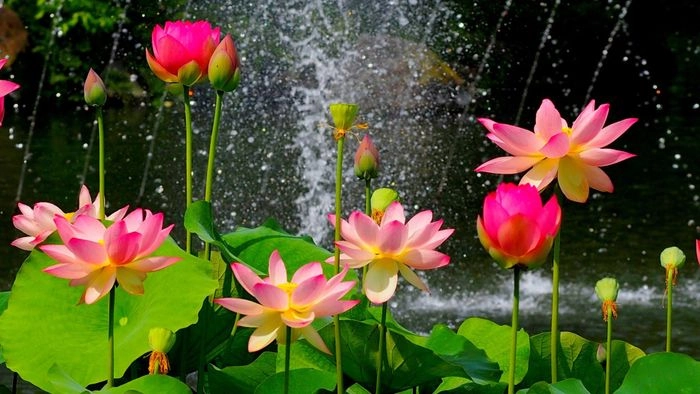 Hình nền đẹp hoa sen đầy cảm hứng thiền định