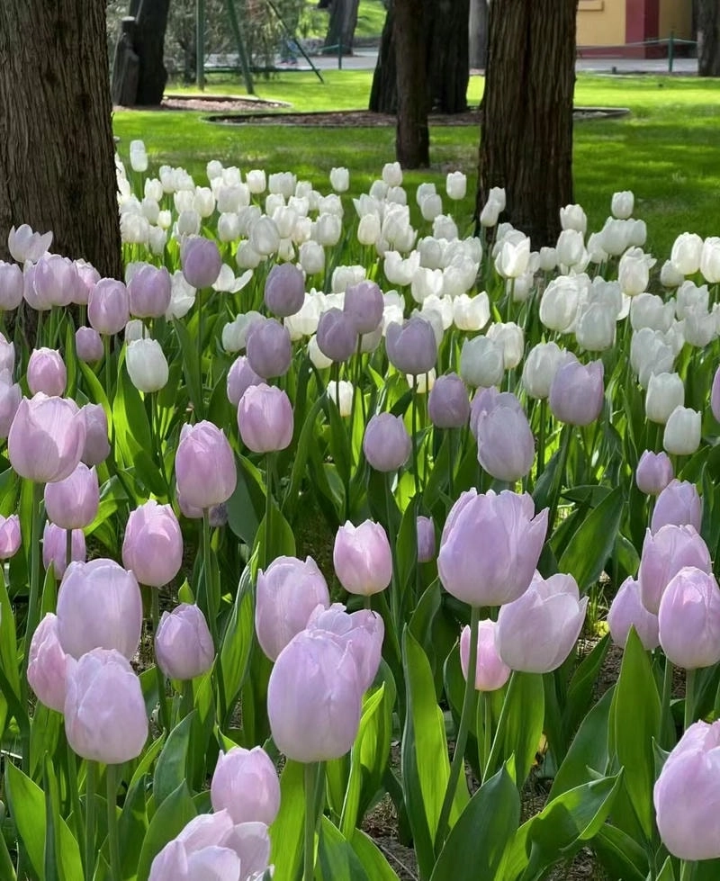 Hình nền hoa tulip trắng dịu dàng mê hoặc